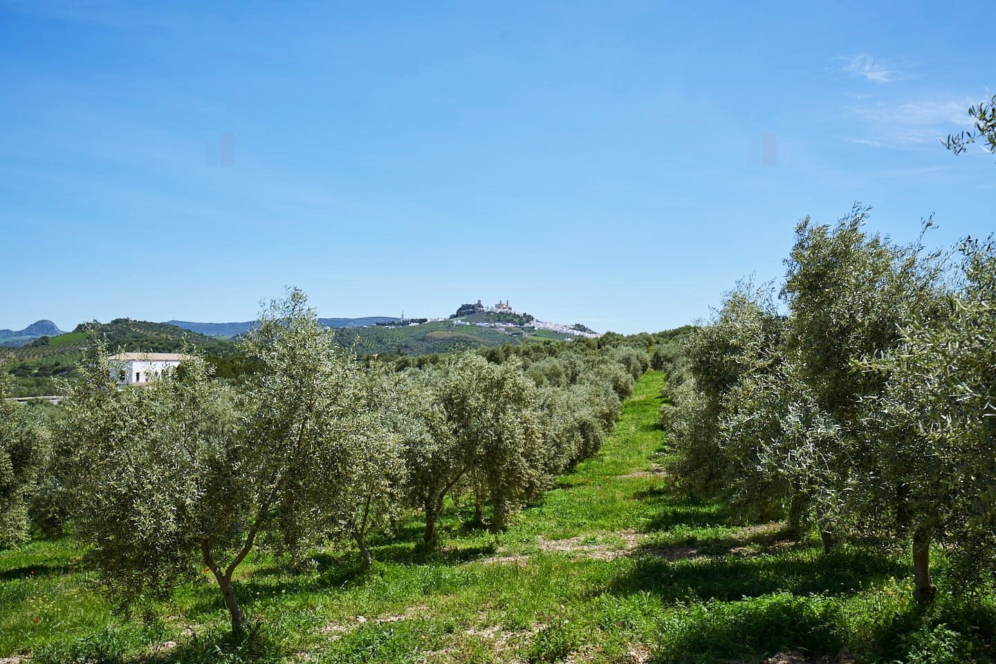 Andaluz Homes